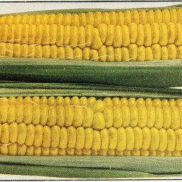 i8tonite: Late Summer Corn Hash